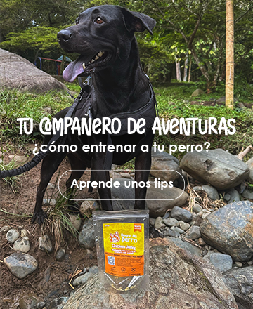 perro de paseo en el rio siendo entrenado con premios naturales para perro